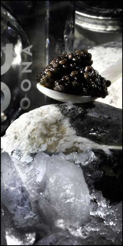 Caviar OONA, Frütigen-BE