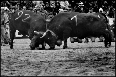 Finale Cantonale de combats de reines, 2011 Aproz-VS