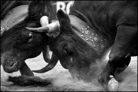 Finale Cantonale de combats de reines, 2011 Aproz-VS