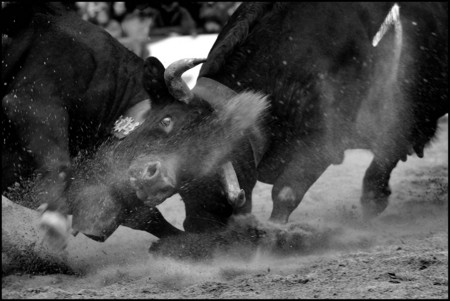 Finale Cantonale de combats de reines, 2011 Aproz-VS