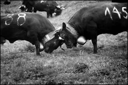 Inalpe de Combyre 2011